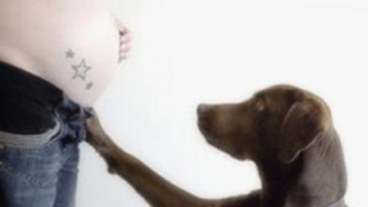 Gravidez em cadela: empresa lança teste inovador