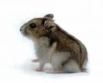 hamster anao russo