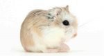 hamster roborovski