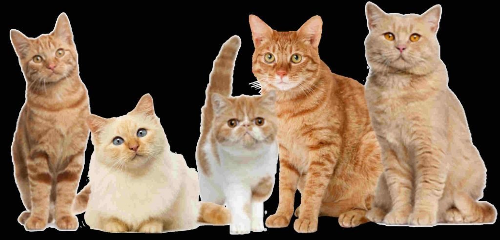 Raças de Gatos Domésticos