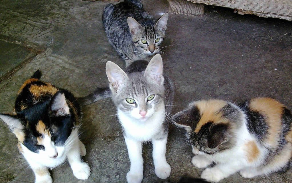 Raças de Gatos Domésticos
