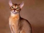 Raças de Gatos Domésticos