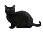 Raças de Gatos Domésticos