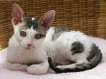 Raças de Gatos Domésticos