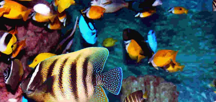 O fascinante universo da aquariofilia