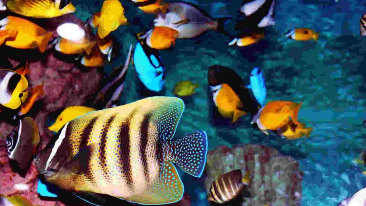 O fascinante universo de como criar peixes de aquário