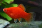 Como criar peixes ornamentais Platy