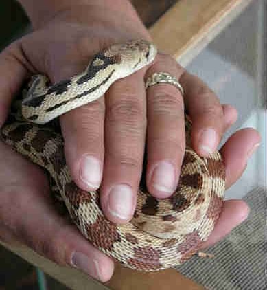 10 tipos de cobras de estimação para criar em casa