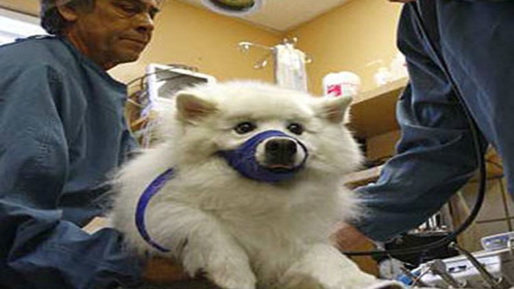 Odontologia nos cães alivia síndrome do pânico