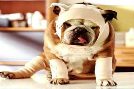 8 dicas que podem salvar seu PET na emergência