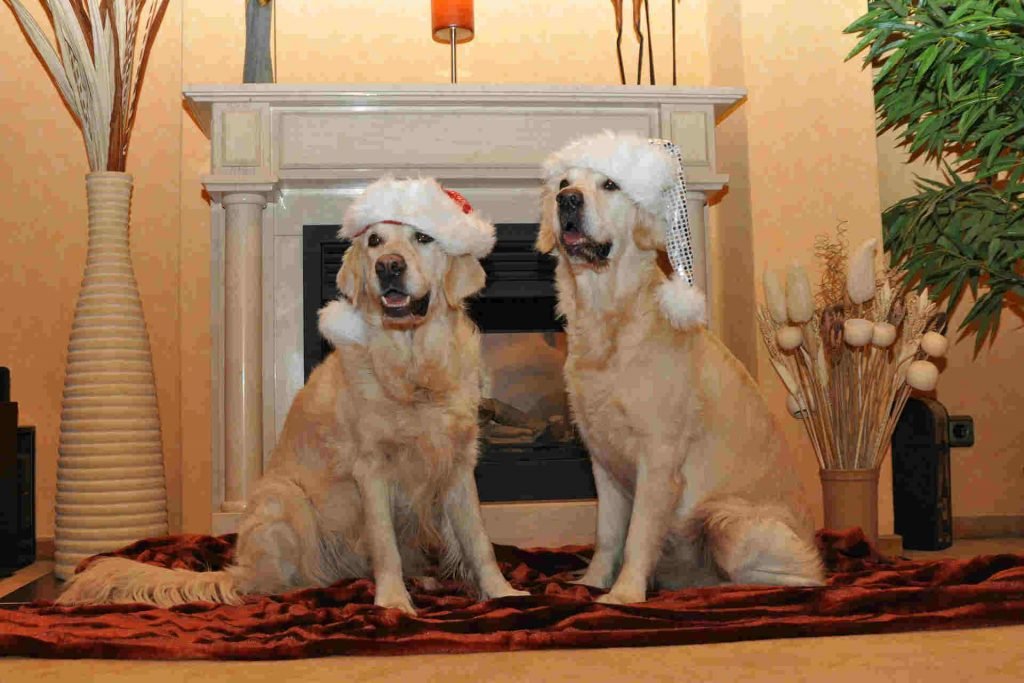 Tudo sobre golden retriever