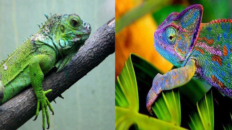 Conheça as diferenças entre Iguana e Camaleão