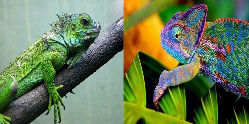Diferenças e Semelhanças entre Iguana e Camaleão