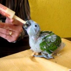 Papagaio filhote tomando um leitinho de uma pessoa caridosa.