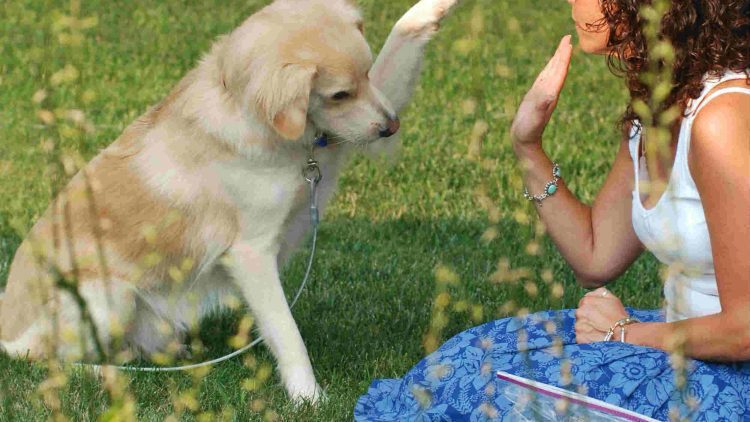 Bom pra Cachorro: cuidados essenciais com seu melhor amigo