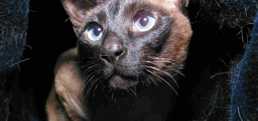 Como cuidar de gatos