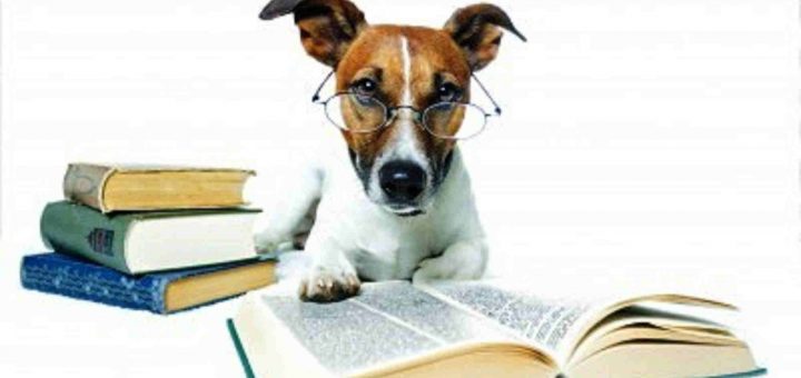 Como Educar Cães