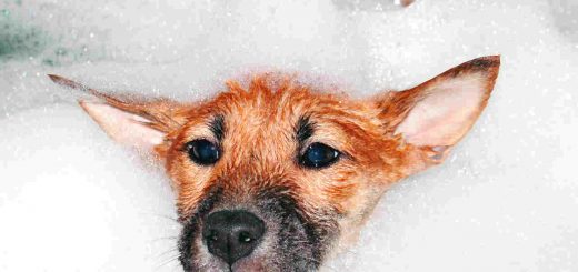 Dicas de ouro para um gostoso banho de cachorro