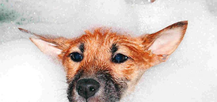 Dicas de ouro para um gostoso banho de cachorro