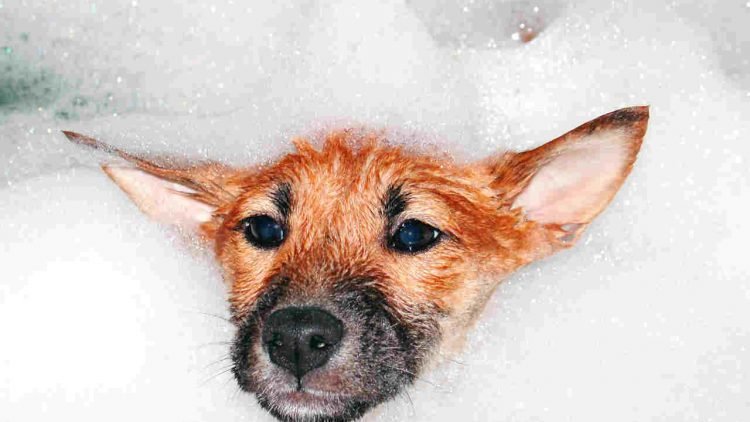 Escolha o pet shop adequado pra higienizar seu cão