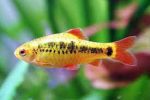 Como criar peixes ornamentais Barbo Ouro