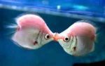 Como criar peixes ornamentais Beijador