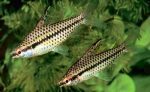 Como criar peixes ornamentais Chilodus