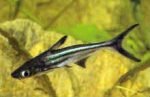 Como criar peixes ornamentais Pangássius