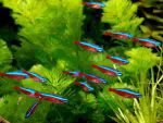 Como criar peixes ornamentais Tetra Cardinal