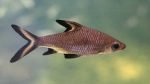 Como criar peixes ornamentais Tubarão Prateado
