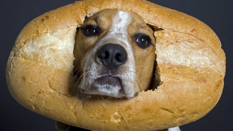 Tutorial certifica se cachorro pode comer pão