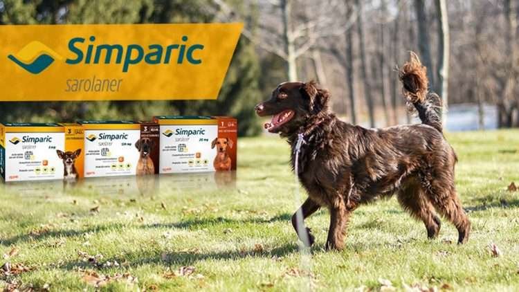 Simparic – comprimido para pulgas, carrapatos e sarna