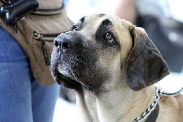 Descobrindo Os Encantos E A Nobreza Do Fila Brasileiro Pet Lovers