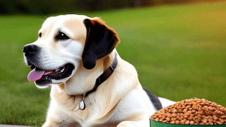 Crie um cardápio saboroso de alimentação natural para cães