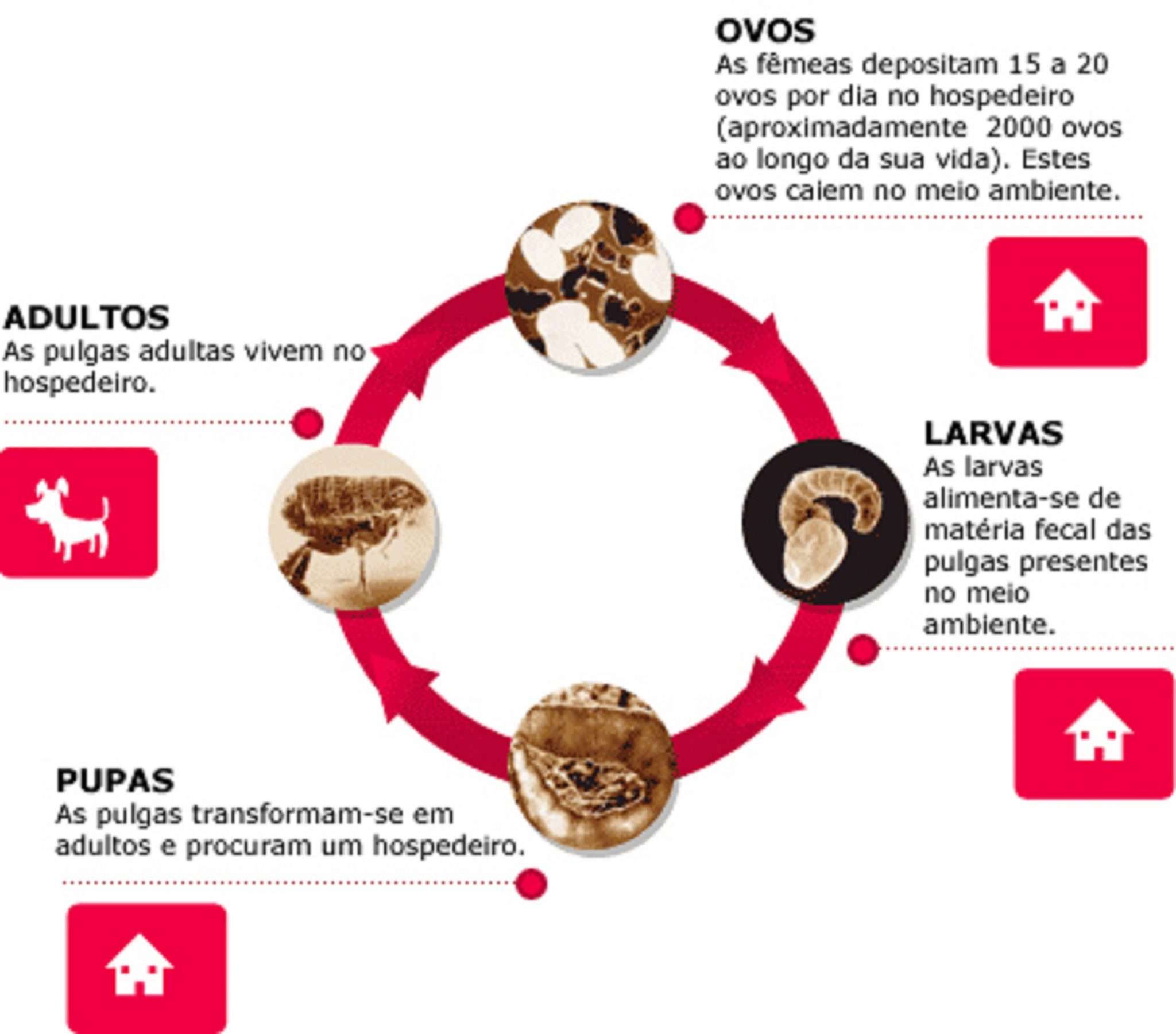 Um gráfico bem feito demonstrando o ciclo das pulgas.