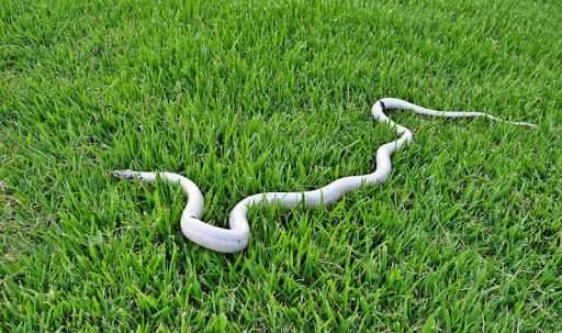 Uma cobra mussuruna no meio de uma grama.